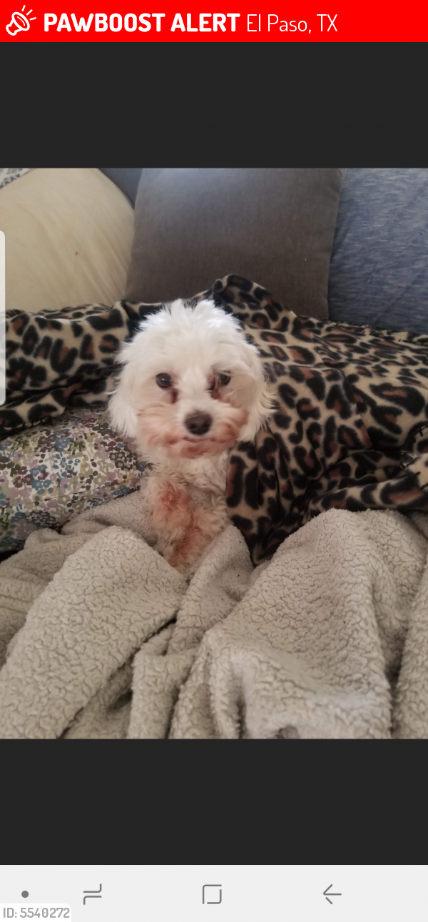 Lost Female Dog in El Paso, TX 79936 Named Wanda (ID ...