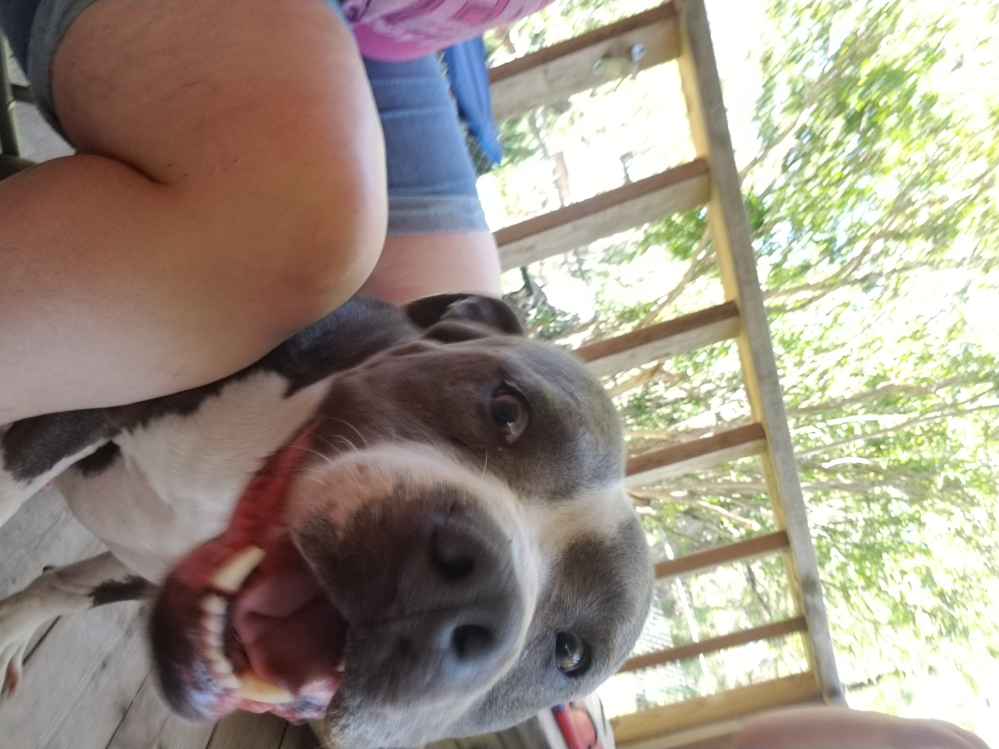 Lost & Found Dogs, Cats, and Pets in San Angelo, TX 76903 Page 3