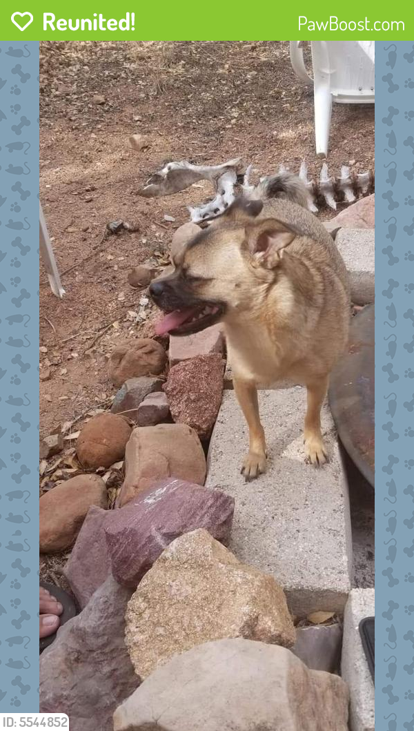 Reunited Male Dog in Mesa, AZ 85210 (ID 5544852) PawBoost