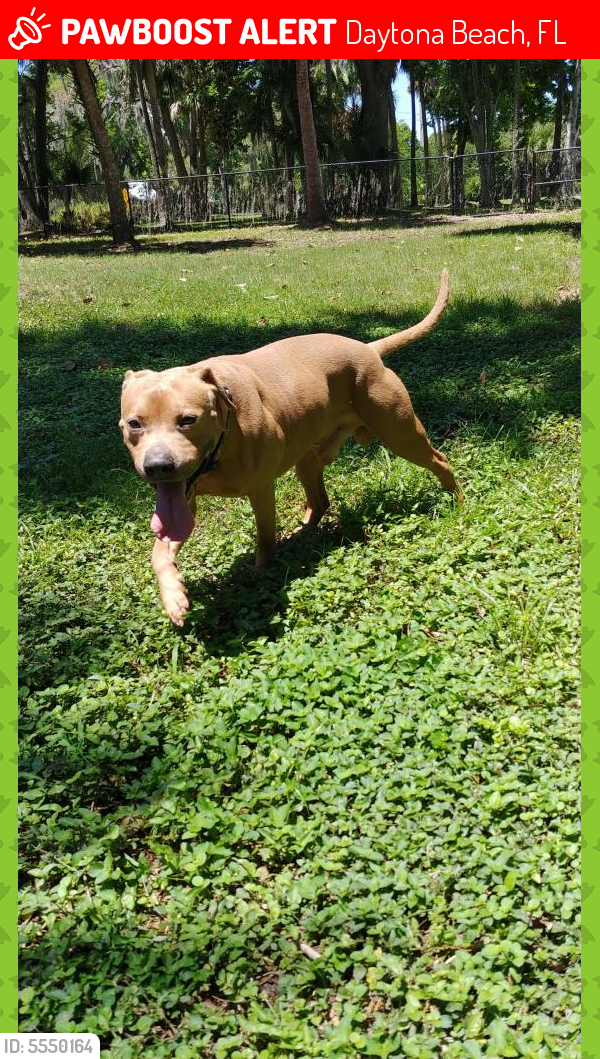 Lost Male Dog in Daytona Beach, FL 32114 Named Bullet (ID: 5550164