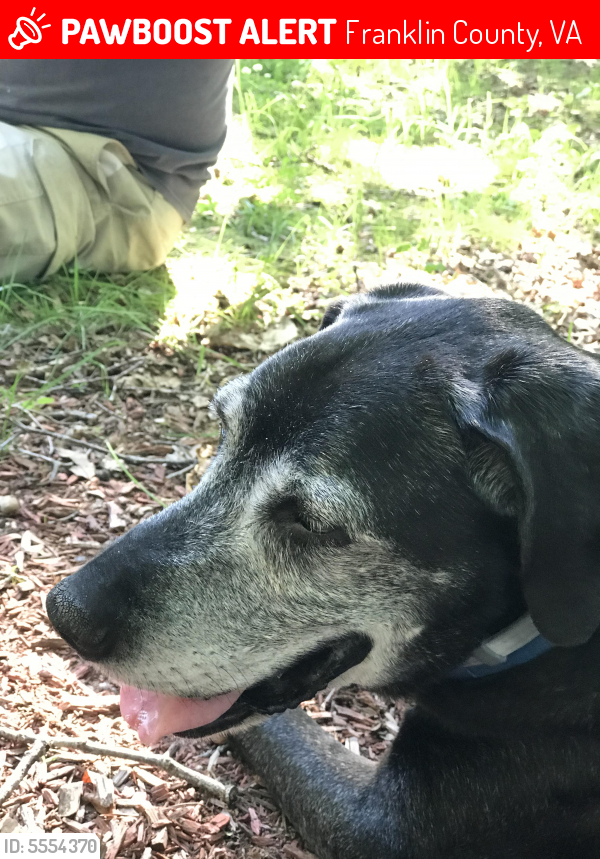 Lost Male Dog in Franklin County, VA 24101 Named Dingo (ID 5554370