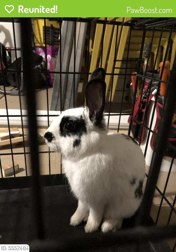 Reunited Rabbit in Las Vegas, NV 89123 (ID 5552404) PawBoost
