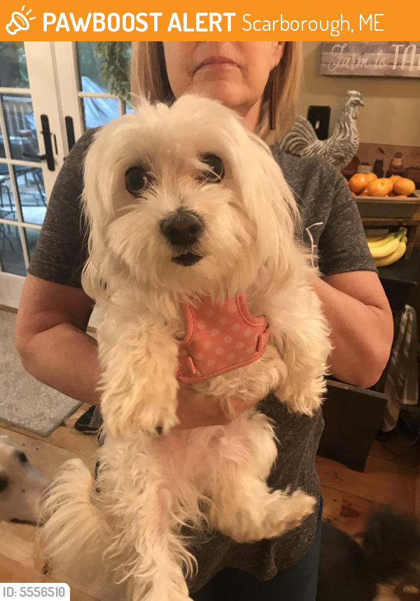 lost dog scarborough