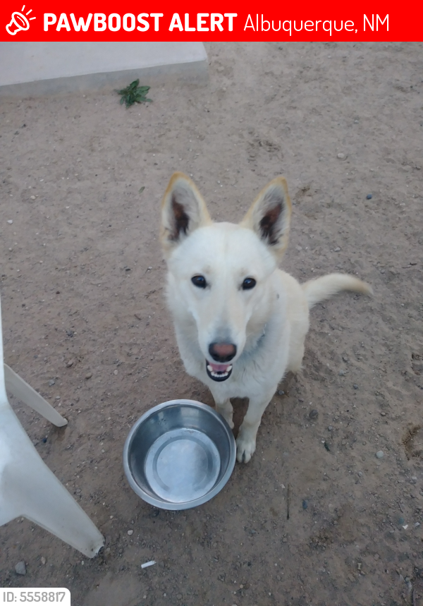Lost Female Dog in Albuquerque, NM 87121 Named Perla (ID ...