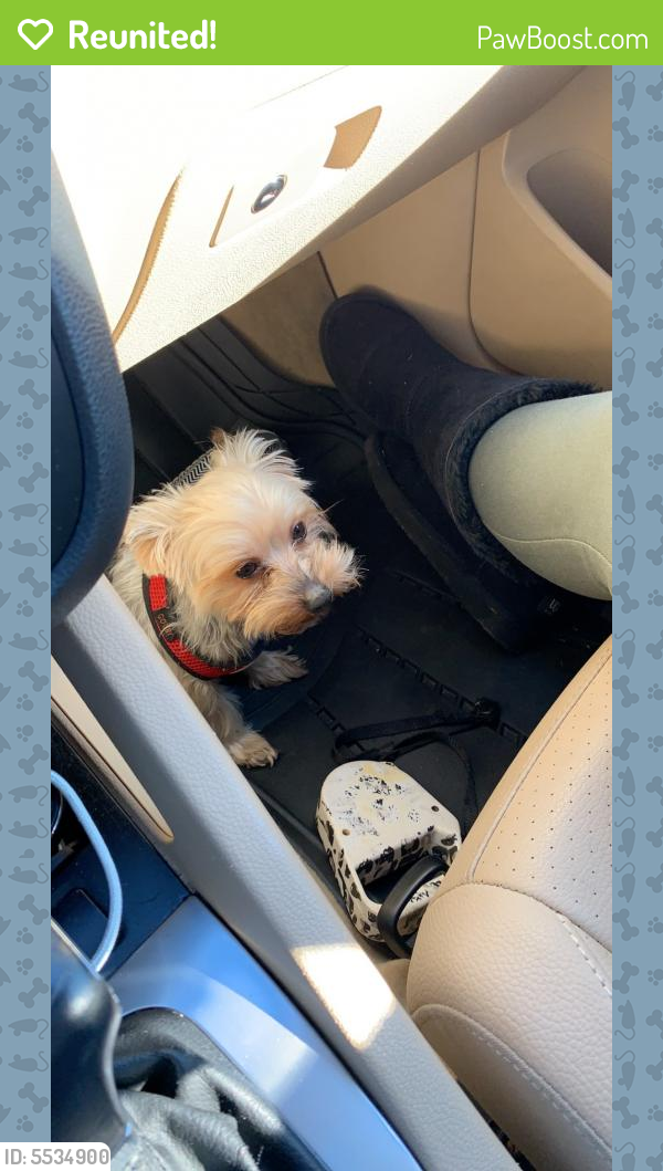 Reunited Male Dog in Warner Robins, GA 31088 (ID 5534900) PawBoost