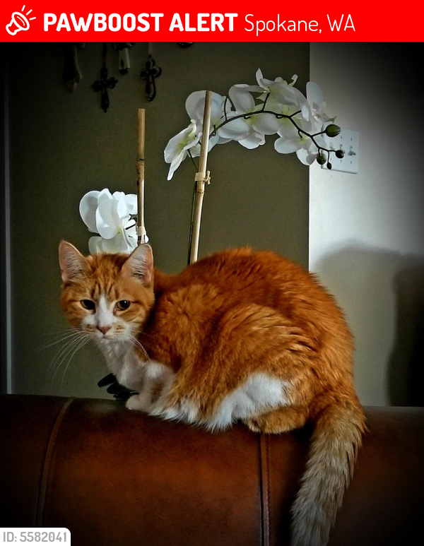 Lost Female Cat in Spokane, WA 99206 Named Sadee (ID 5582041) PawBoost