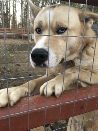 Lost Found Dogs Cats And Pets In Charlotte Nc 28217