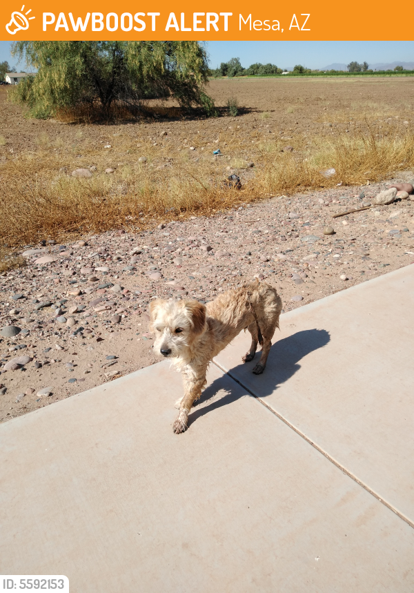 Found/Stray Dog in Mesa, AZ 85203 (ID 5592153) PawBoost