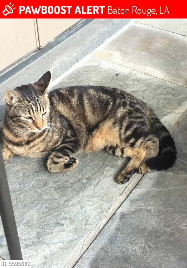 Lost Male Cat in Baton Rouge, LA 70806 Named Unknown (ID 5595680