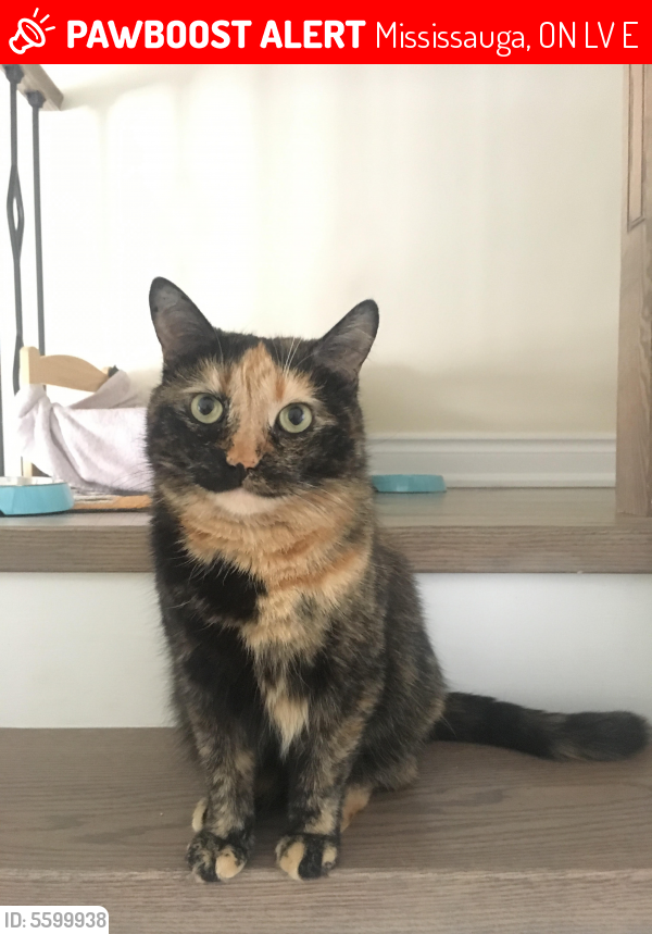 Lost Female Cat in Mississauga, ON L5V 2E8 Named Marbles (ID 5599938