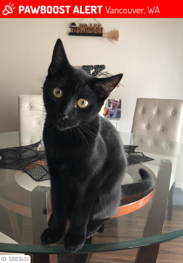 Lost Male Cat in Vancouver, WA 98665 Named Kiki (ID 5603451) PawBoost