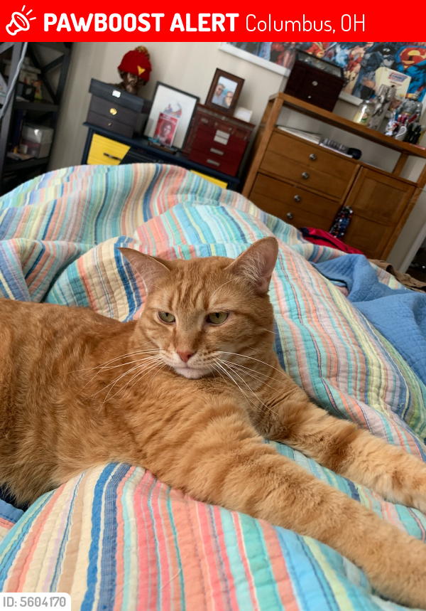 Columbus, OH Lost Male Cat, Littleman Is Missing | PawBoost