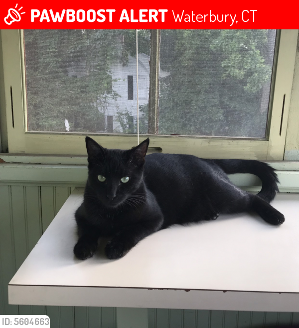 Lost Male Cat in Waterbury, CT 06708 Named Dash (ID ...
