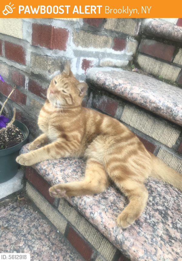  Found  Stray Male Cat  in Brooklyn NY  11203 ID 5612918 