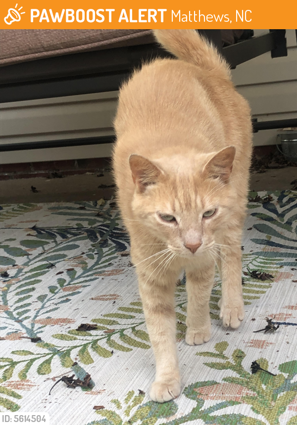 Found/Stray Male Cat in Matthews, NC 28105 (ID: 5614504 ...