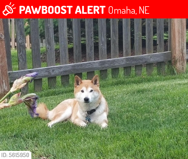 Lost Male Dog In Omaha Ne 68022 Named Max Id 5615950