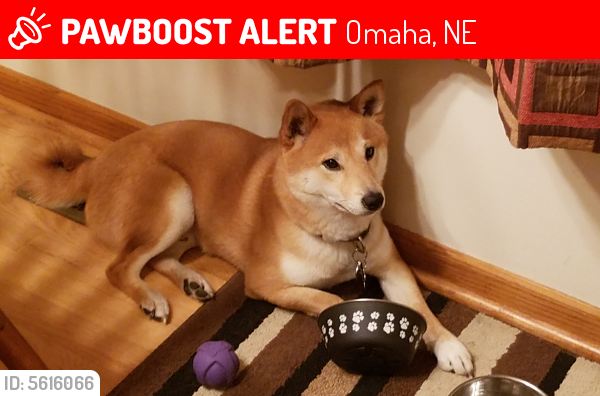 Lost Male Dog In Omaha Ne 68022 Named Max Id 5616066