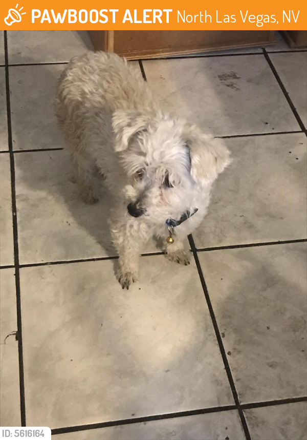Found/Stray Male Dog in North Las Vegas, NV 89106 (ID 5616164) PawBoost