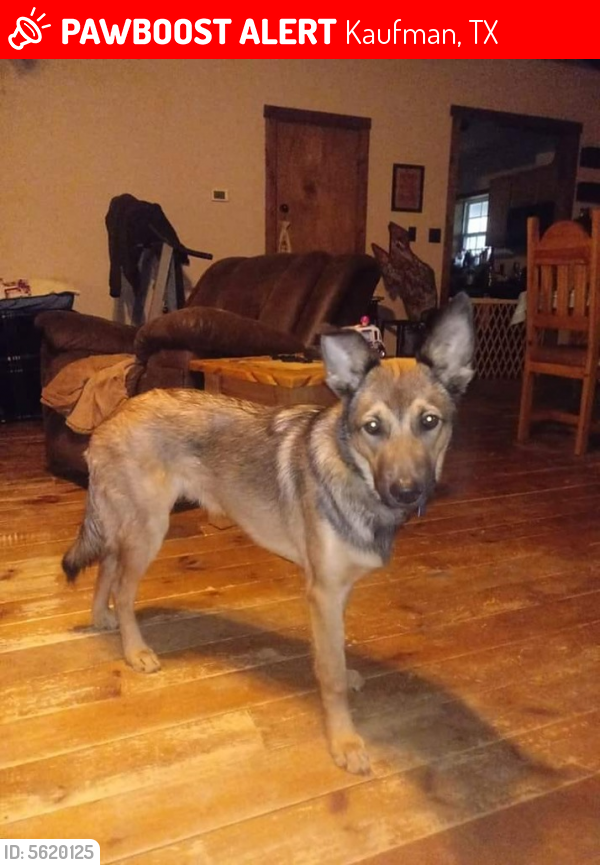 Lost Male Dog in Kaufman, TX 75142 Named Jax (ID 5620125) PawBoost