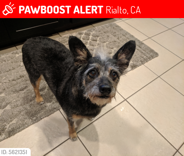 Lost Female Dog in Rialto, CA 92376 Named Francesca (ID 5621351) PawBoost