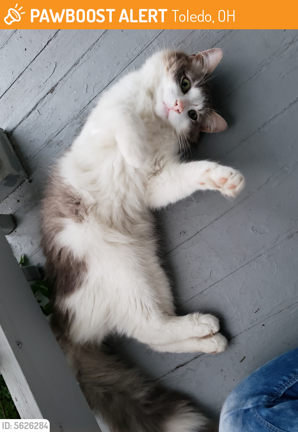 Found/Stray Cat in Toledo, OH 43612 (ID 5626284) PawBoost