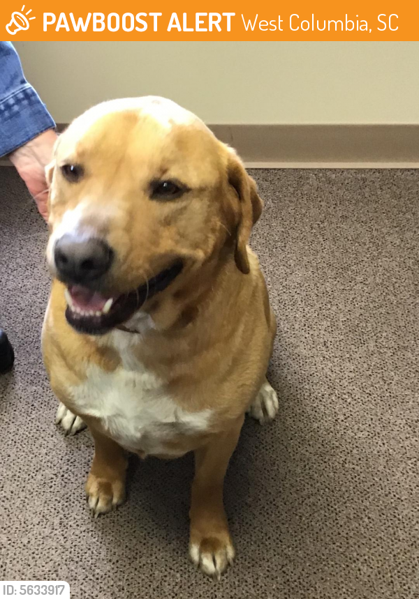 Found/Stray Male Dog in West Columbia, SC 29169 (ID 5633917) PawBoost