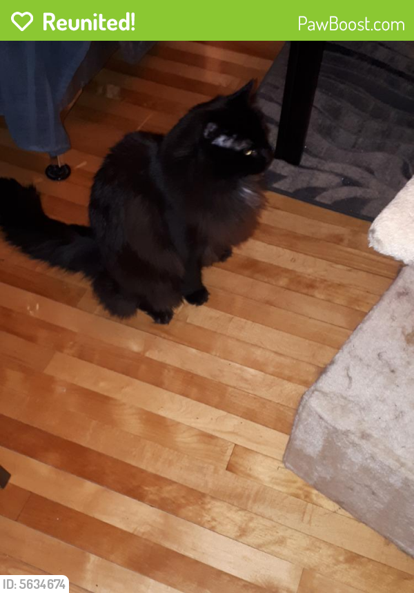 Reunited Male Cat In Montreal Qc Id 5634674 Pawboost