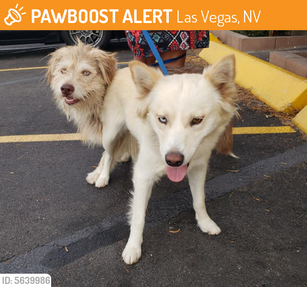 Found/Stray Dog in Las Vegas, NV 89104 (ID 5639986) PawBoost