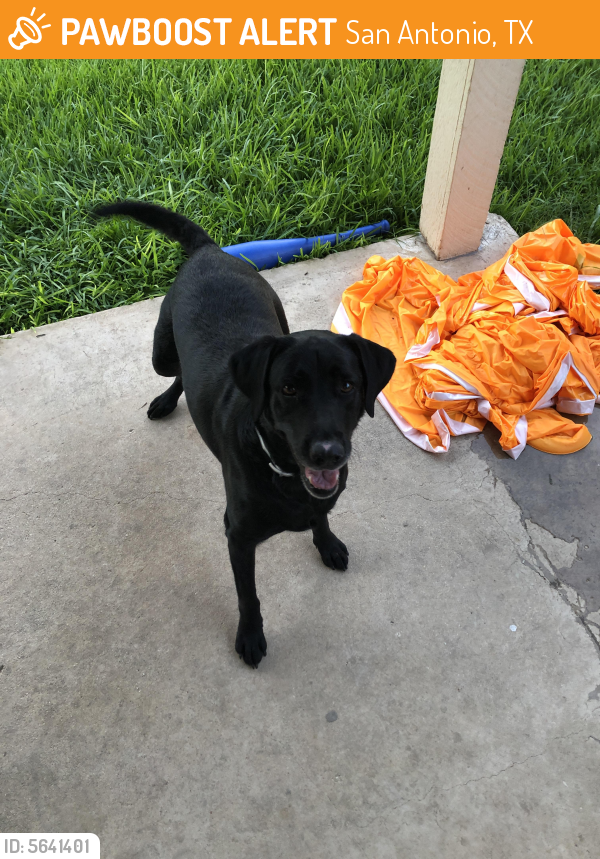 Found/Stray Female Dog in San Antonio, TX 78217 (ID 5641401) PawBoost