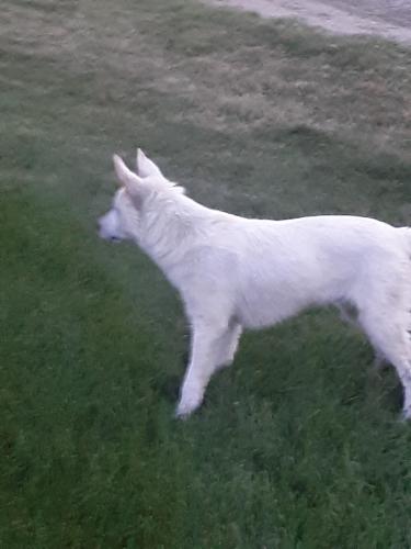 Lost & Found Dogs, Cats, and Pets in Yakima, WA 98902 ...