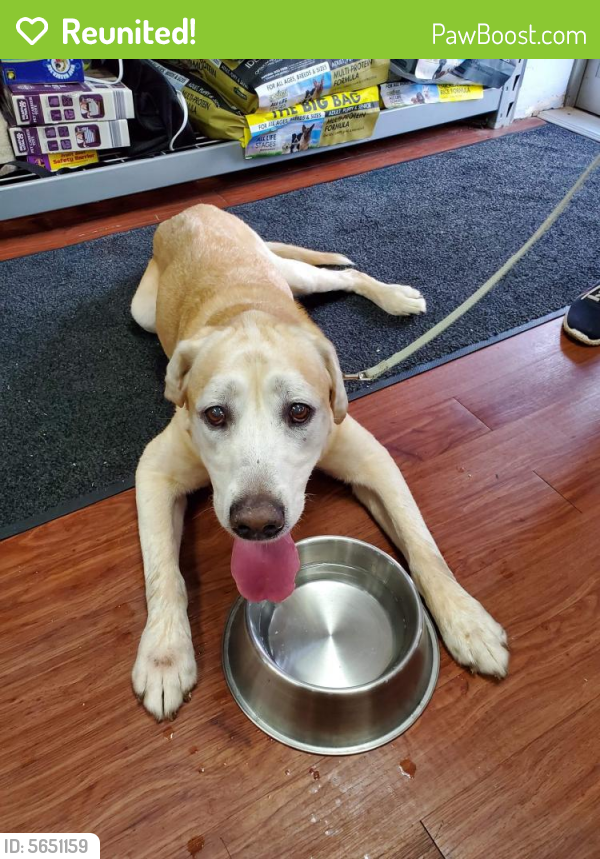 Reunited Male Dog in Rockford, IL 61103 (ID 5651159) PawBoost