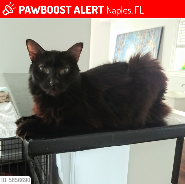 Lost Male Cat in Naples, FL 34105 Named Earl (ID 5656690) PawBoost