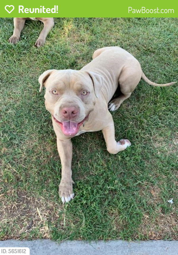 Reunited Male Dog in San Bernardino, CA 92411 (ID 5651612) PawBoost