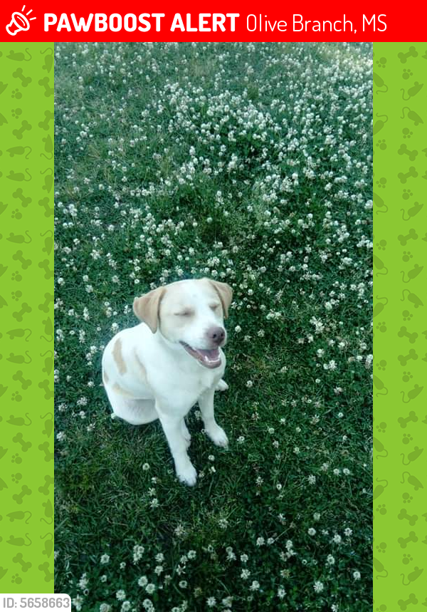 Lost Female Dog in Olive Branch, MS 38654 Named Paisley (ID 5658663) PawBoost