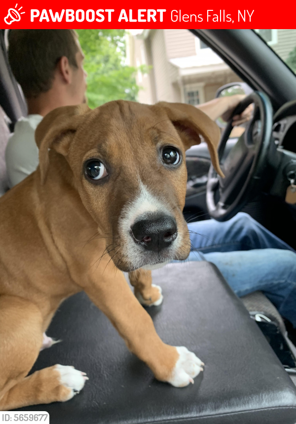 Lost Male Dog in Glens Falls, NY 12801 Named Duke (ID 5659677) PawBoost