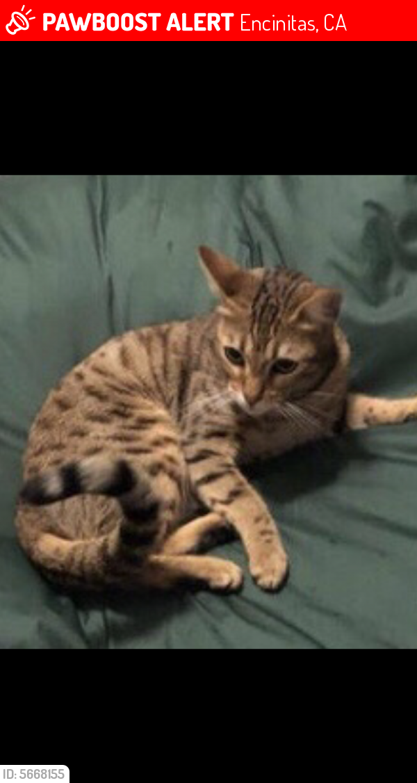  Lost  Female Cat  in Encinitas  CA 92007 Named Savvy ID 