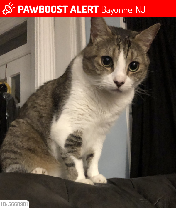 Lost Male Cat In Bayonne Nj 07002 Named Ninja Id 5668901 Pawboost