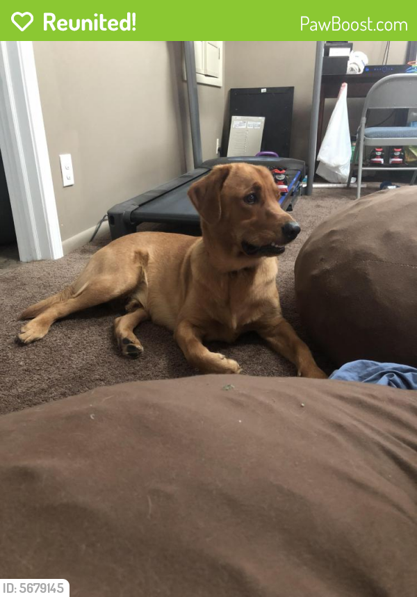 Reunited Male Dog in Rochester, NY 14606 (ID 5679145) PawBoost
