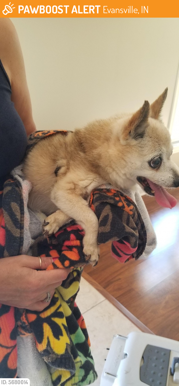 i found a stray dog and want to keep it i found a stray dog and want to keep it