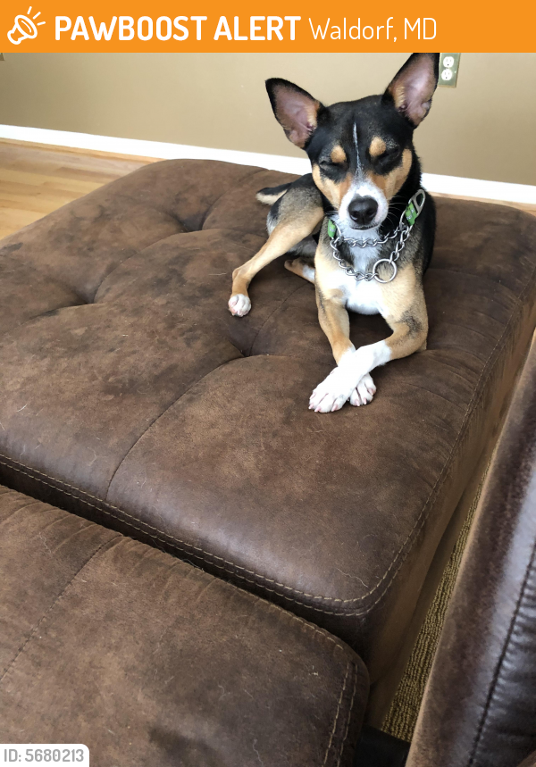 Found pet photo