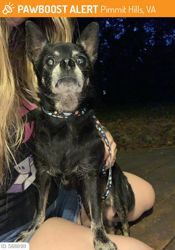 Found pet photo