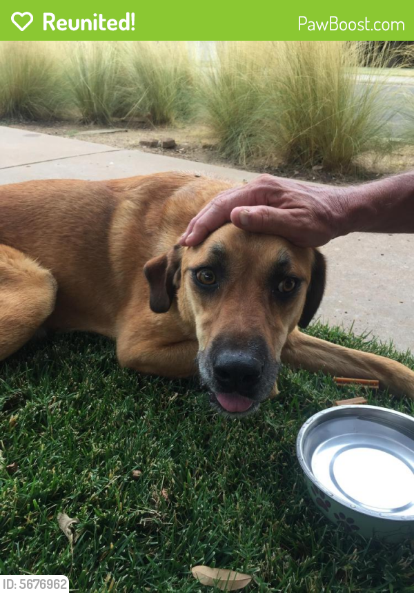 Reunited Male Dog in Lubbock, TX 79423 (ID 5676962) PawBoost