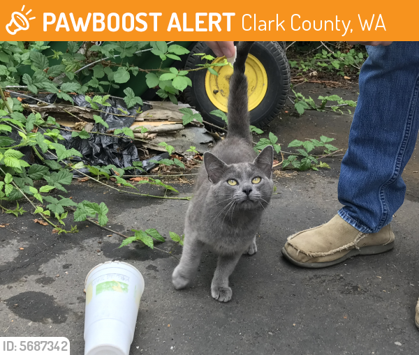 Found/Stray Male Cat in Clark County, WA 98606 (ID 5687342) PawBoost