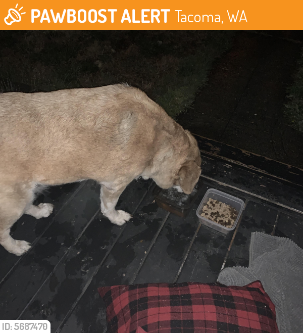Found/Stray Dog in Tacoma, WA 98405 (ID: 5687470) | PawBoost
