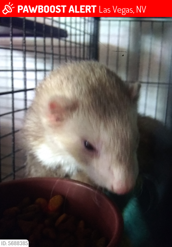 Lost Male Ferret in Las Vegas, NV 89110 Named Pinky (ID 5688385