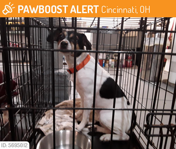 Found/Stray Male Dog in Cincinnati, OH 45204 (ID 5695012) PawBoost