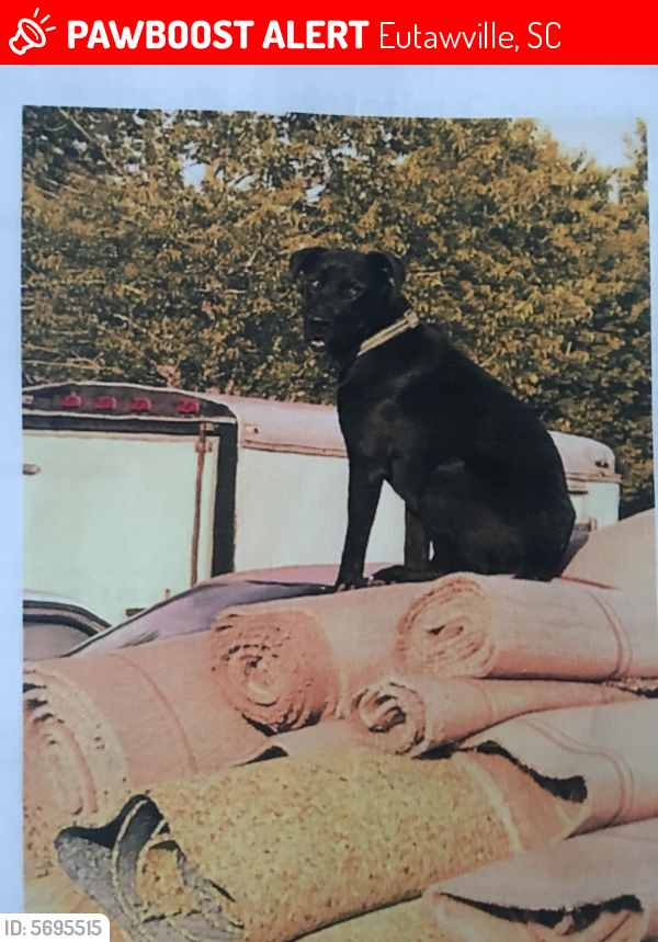 Lost Female Dog in Eutawville, SC 29048 Named Cleopatra (ID 5695515) PawBoost