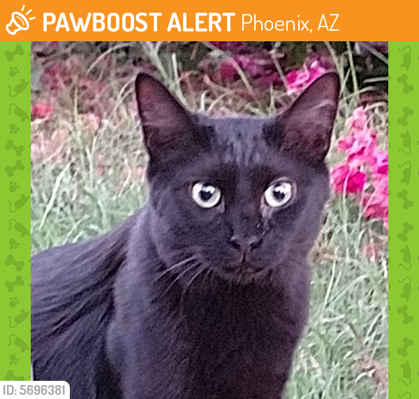 Found/Stray Female Cat in Phoenix, AZ 85029 (ID 5696381) PawBoost