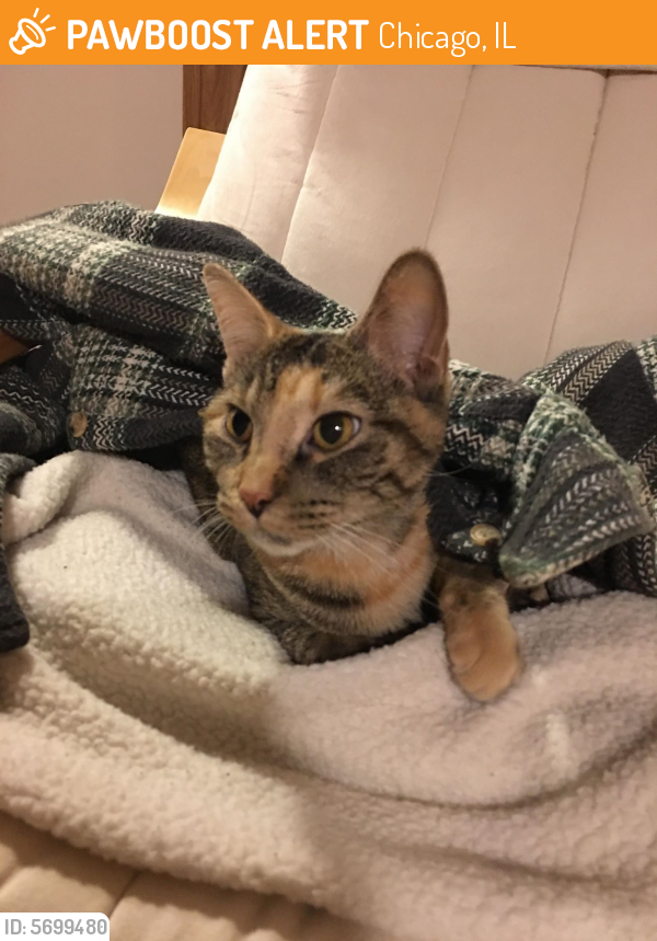 Found/Stray Cat in Chicago, IL 60634 (ID 5699480) PawBoost