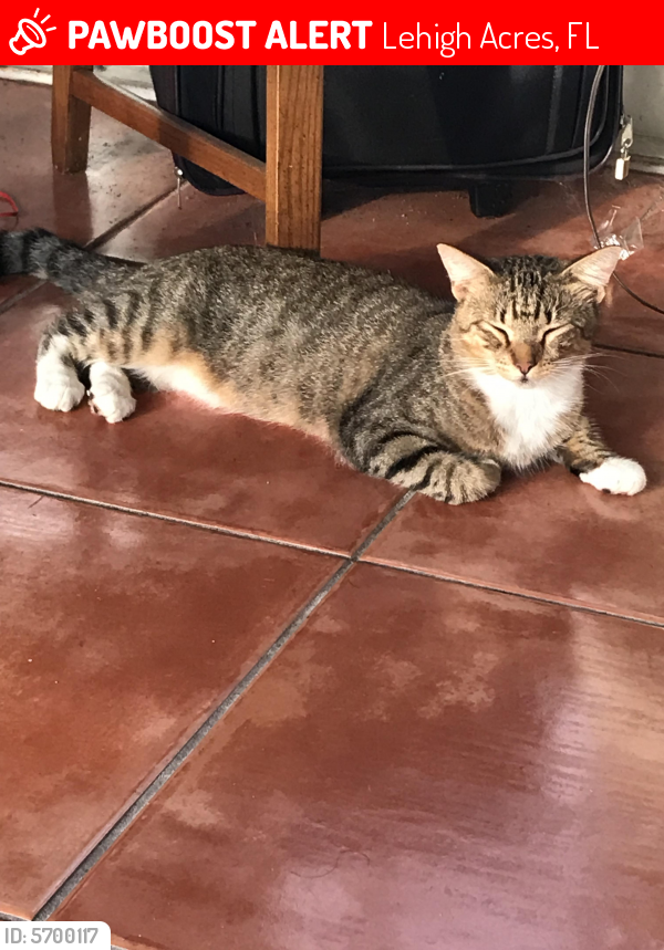 Lost Male Cat in Lehigh Acres, FL 33936 Named Tiger (ID ...